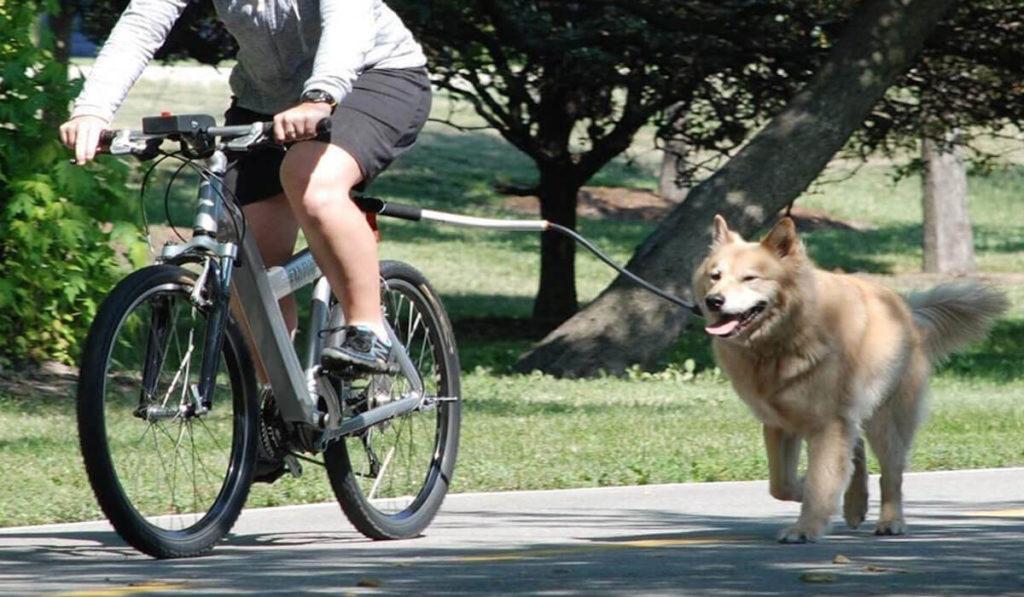 Fahrrad Hundeleine Test und Ratgeber