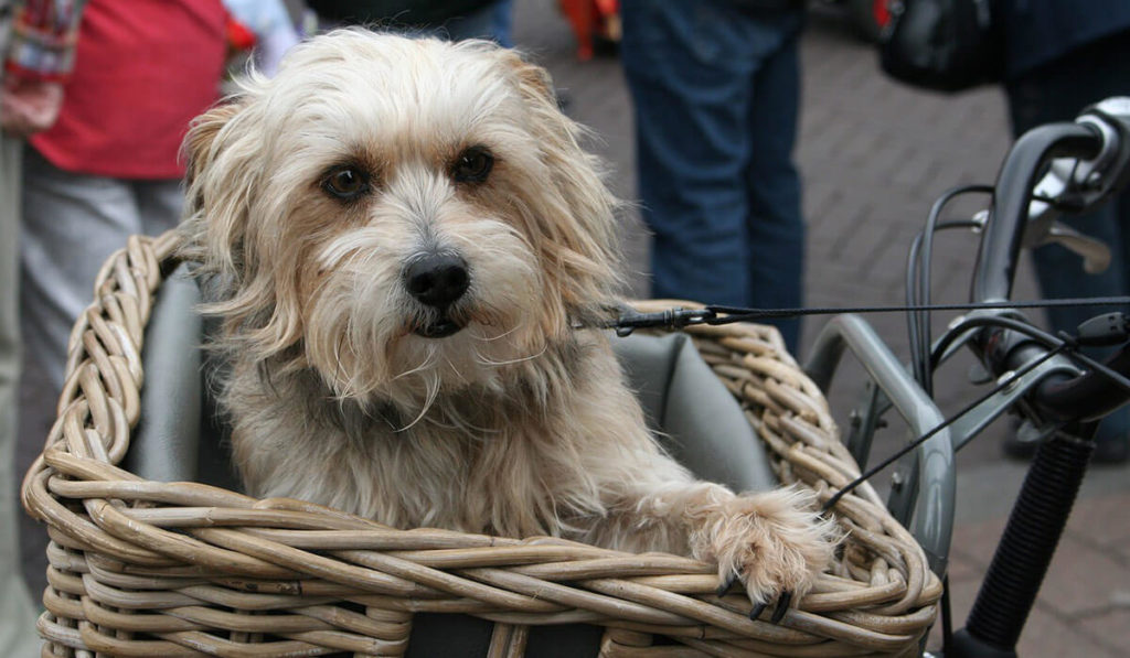 Fahrradkorb für den Hund Test und Ratgeber