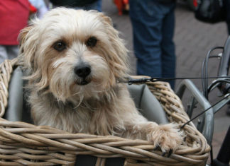 Fahrradkorb für den Hund Test und Ratgeber